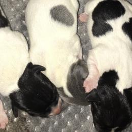 Teddy Roosevelt Terriers from JRae’s Teddies