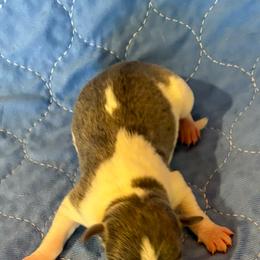 Grumpy - Blue white and tan male Rat Terrier puppy in Savoy, Texas from Rockin EZ Rat Terriers