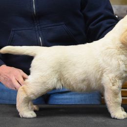 Labrador Retriever Puppies from Remington Labradors