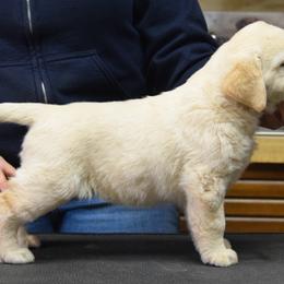 Labrador Retriever Puppies from Remington Labradors