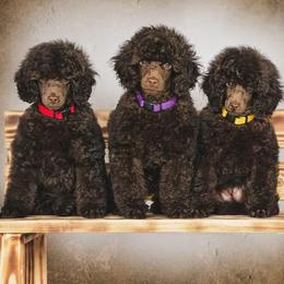Poodle puppies from Love Chocolate Poodles
