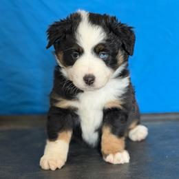 Pink collar - Black tri female Miniature American Shepherd puppy in Pueblo West, Colorado from Bear River Ranch LLC