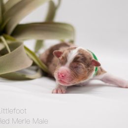 Littlefoot - Red merle Miniature American Shepherd puppy in Groesbeck, Texas from Empire Miniature American Shepherds
