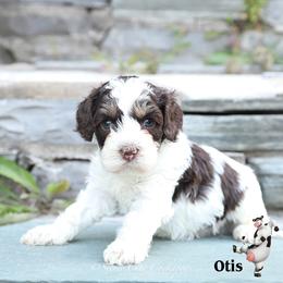 Otis - Brown white and tan male Cockapoo puppy in Canastota, New York from Silver City Cockapoos