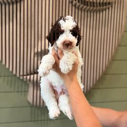Jack - Tri-color male Bernedoodle puppy in Ocala, Florida from Bernedoodles of Florida