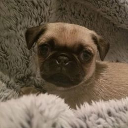 Pugs from Pukka Pugs