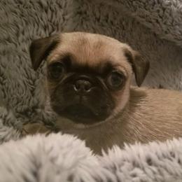 Pugs from Pukka Pugs