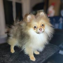 Boy 1 - Orange sable male Pomeranian puppy in Albany, New York from K&A Little Wonder's