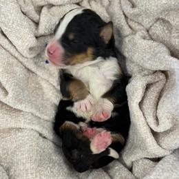 Blue Collar - Tri-color male Bernedoodle puppy in Hegins, Pennsylvania from Bubbling Springs Doodles, LLC