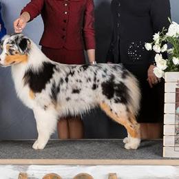 Haven - Australian Shepherd