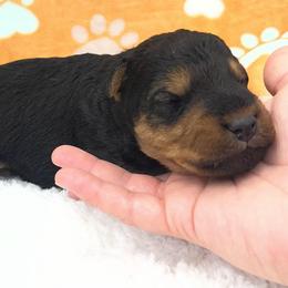 Henry - Black and tan male Welsh Terrier puppy in West Plains, Missouri from Sycamore Ridge Puppies
