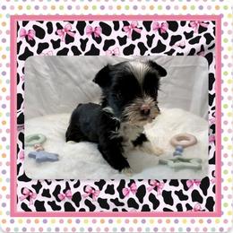 Xia - Parti female Yorkshire Terrier puppy in Annandale, Virginia from Artisan Yorkies LLC