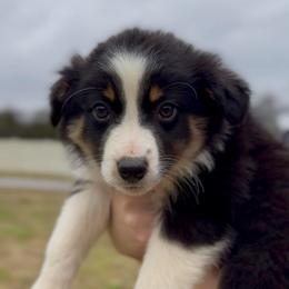 Bennett - Boy 1 - Black tri male Miniature Australian Shepherd puppy in Murfreesboro, Tennessee from Norby's Mini Aussies