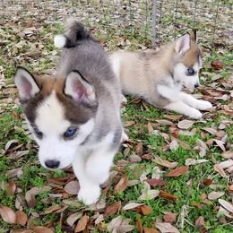 Shiba Inu and Siberian Huskies from Shiba Inu Houston