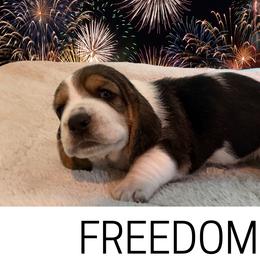 Basset Hound Puppies from Liberty Bassets