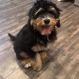 Aussiedoodle and Bernedoodle Puppies from Jupiter Doodles