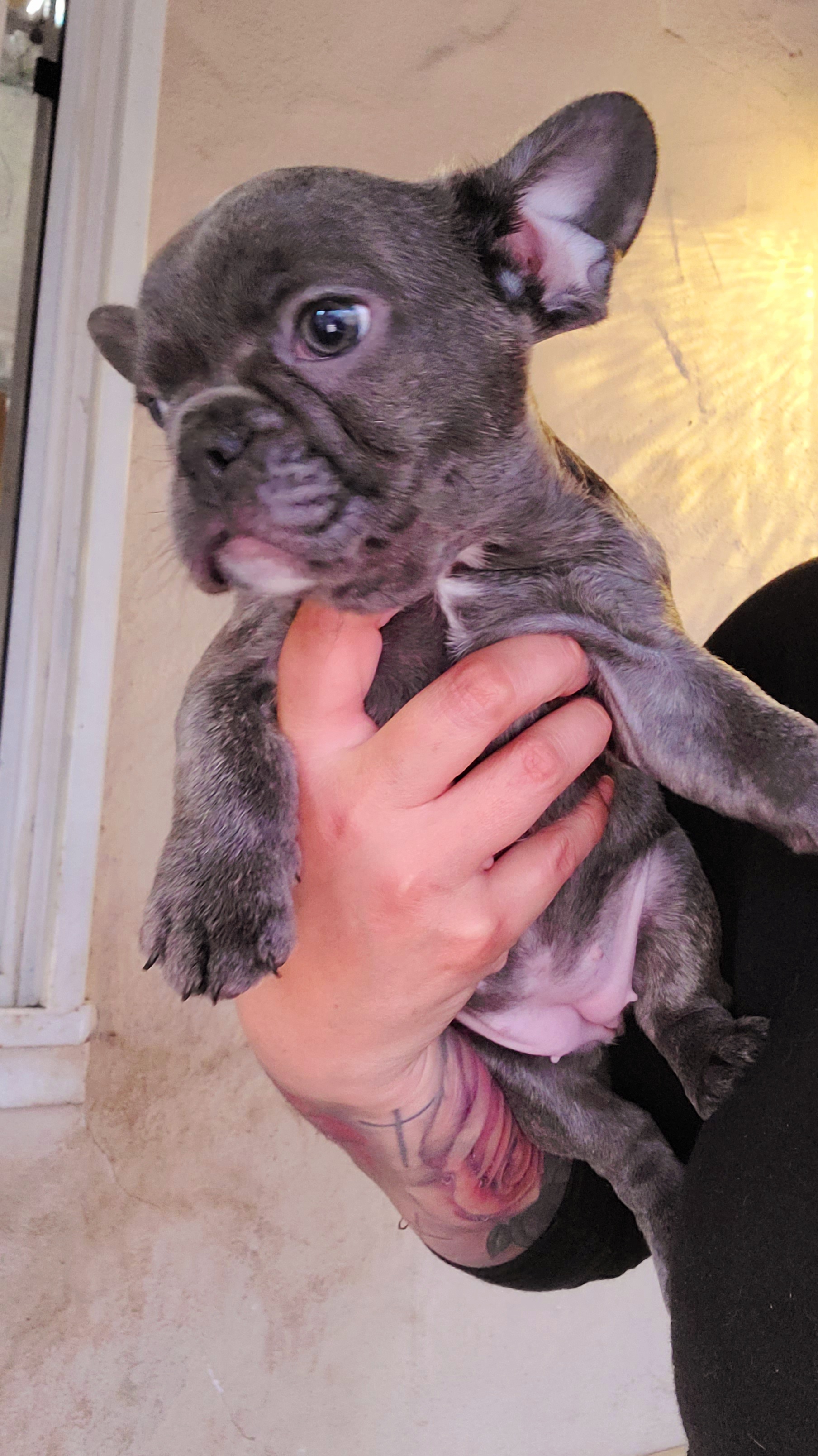 French Bulldog Puppies from Culichitown Frenchies