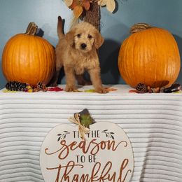 Comfort - Cafe female Labradoodle puppy in Gainesboro, Tennessee from Family Tradition