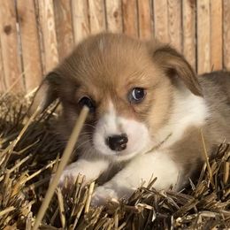 Pembroke Welsh Corgi Puppies from Whistling Wind Corgi’s