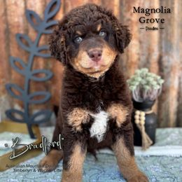 Bradford - male Australian Mountain Doodle puppy in Oxford, Alabama from Magnolia Grove Doodles