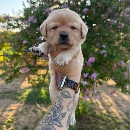 Boy 2 - Black male Labrador Retriever puppy in Escalon, California from Honeyfield Retrievers