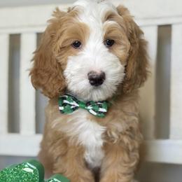 Nova  - Red - Red female Bernedoodle puppy in Yuciapa, California from AlltheDoodlez_