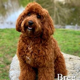 Bree - Australian Labradoodle