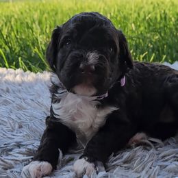 Girl 1 - Portuguese Water Dog puppy from Utah Lake Porties