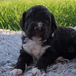 Girl 1 - Portuguese Water Dog puppy from Utah Lake Porties