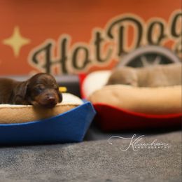Boy 6 chocolate solid with collar - male Dachshund puppy in Bremen, Georgia from Jones Royal Kennels