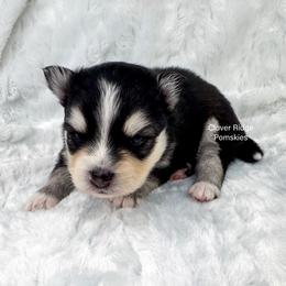 Ruso - Red and white male Pomsky puppy in Sheffield, Iowa from Clover Ridge Pomskies