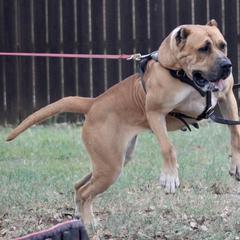 Chunga - Perro de Presa Canario