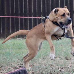 Chunga - Perro de Presa Canario