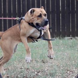 Chunga - Perro de Presa Canario