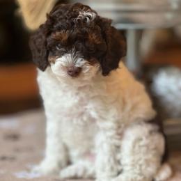 Cocoa - Parti female Poodle puppy in Nixa, Missouri from Foxtrot Farm Poodles