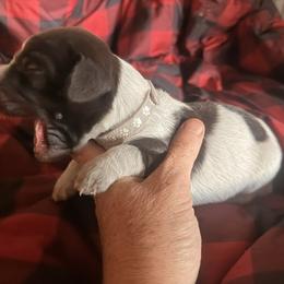 Grey girl - Brown and gray female Wirehaired Pointing Griffon puppy in Sheldon, Vermont from Ole Poor Farm