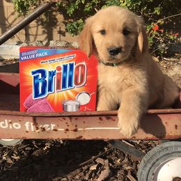 Australian Shepherd and Golden Retriever Puppies from Sterling Valleys Goldens and Aussies