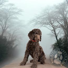 Jessie - Brown female Poodle puppy in Spring Hills, Florida from The Olympus Standard Poodle