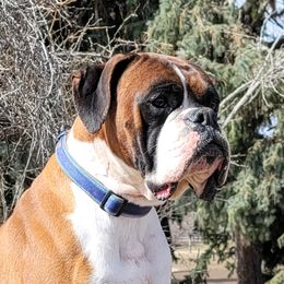 Royalty - Boxer