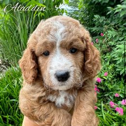 Boy- Aladdin - Red  male Goldendoodle puppy in Ozark, Missouri from Halo Doodles