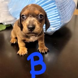 Dachshund Puppies from Three Ween Crew