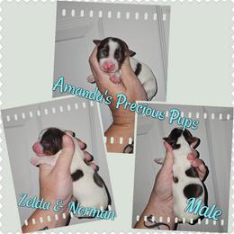 Dutton - Chocolate, tan and white male Yorkshire Terrier puppy in Wartburg, Tennessee from Amanda's Precious Pups