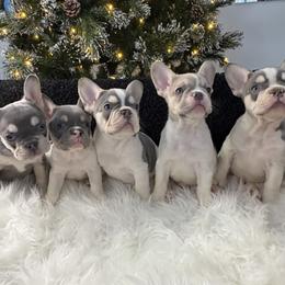 French Bulldog Puppies from Top Billin' Frenchies, LLC