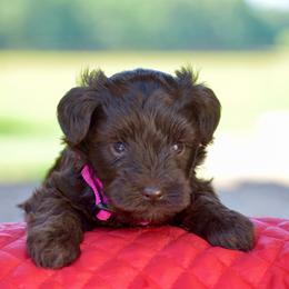 June - Liver female Miniature Schnauzer puppy in Sumner, Texas from 3M Kennels, LLC