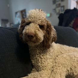 Booker - Goldendoodle