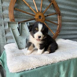 Socks - Black tri male Miniature Australian Shepherd puppy in Checotah, Oklahoma from Wild Outlaw Aussies