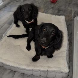 Dachshunds from Topstar Doxies
