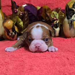 Dark Red full collar Boy - Red male Boston Terrier puppy in Corsicana, Texas from JT Bostons
