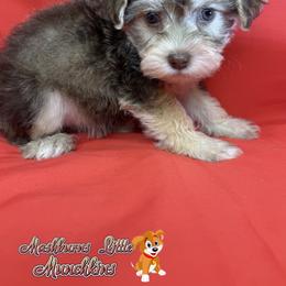 PAISLEY - Brown female Schnoodle puppy in Pisgah, Alabama from Mashburns Little Munchkins