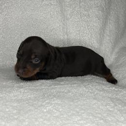 Bella - Chocolate and tan female Dachshund puppy in Mocksville, North Carolina from The Dachs of Hazzard Dachshunds